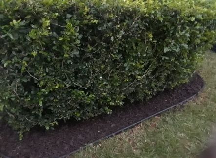 A hedge with lots of green leaves is surrounded by mulch and grass.