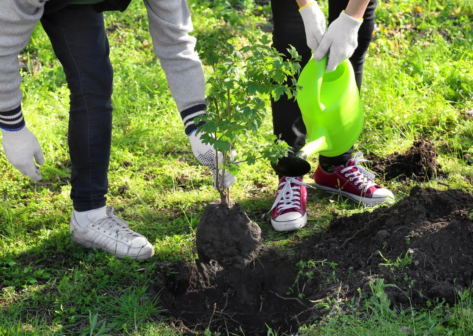 A person is watering a tree with a green watering can.