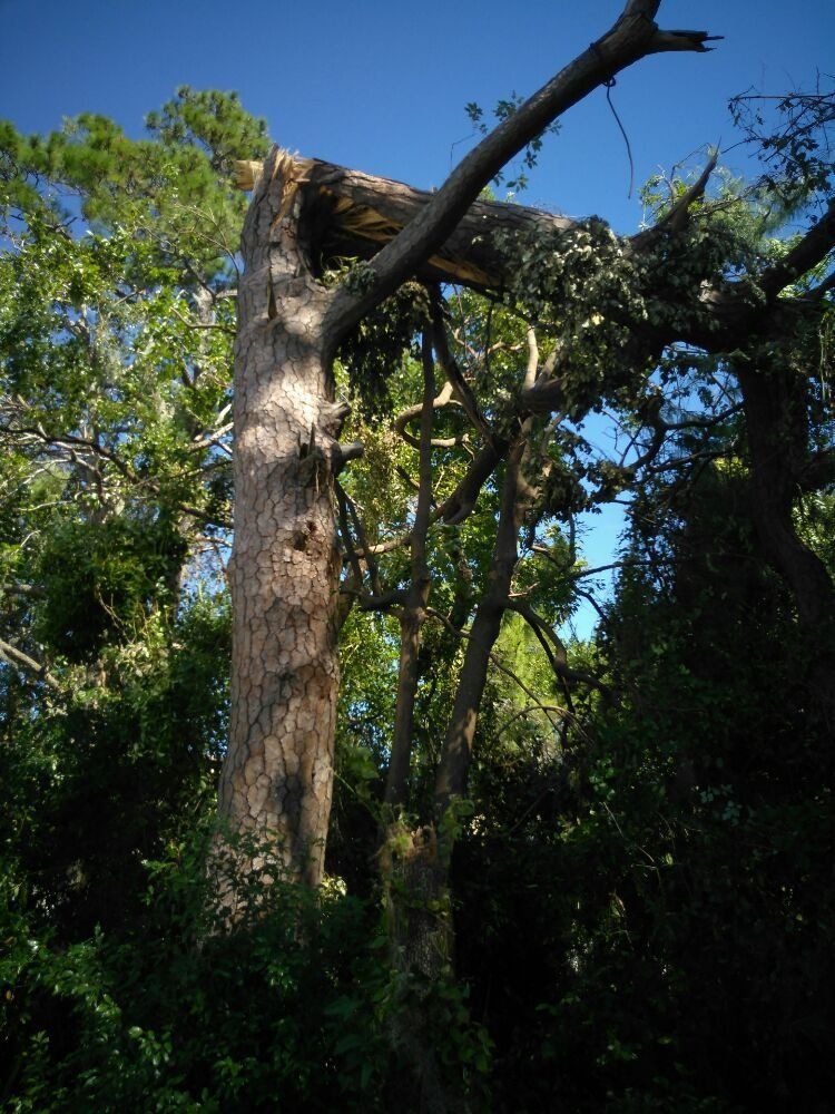 A tree with a broken branch in the middle of the forest