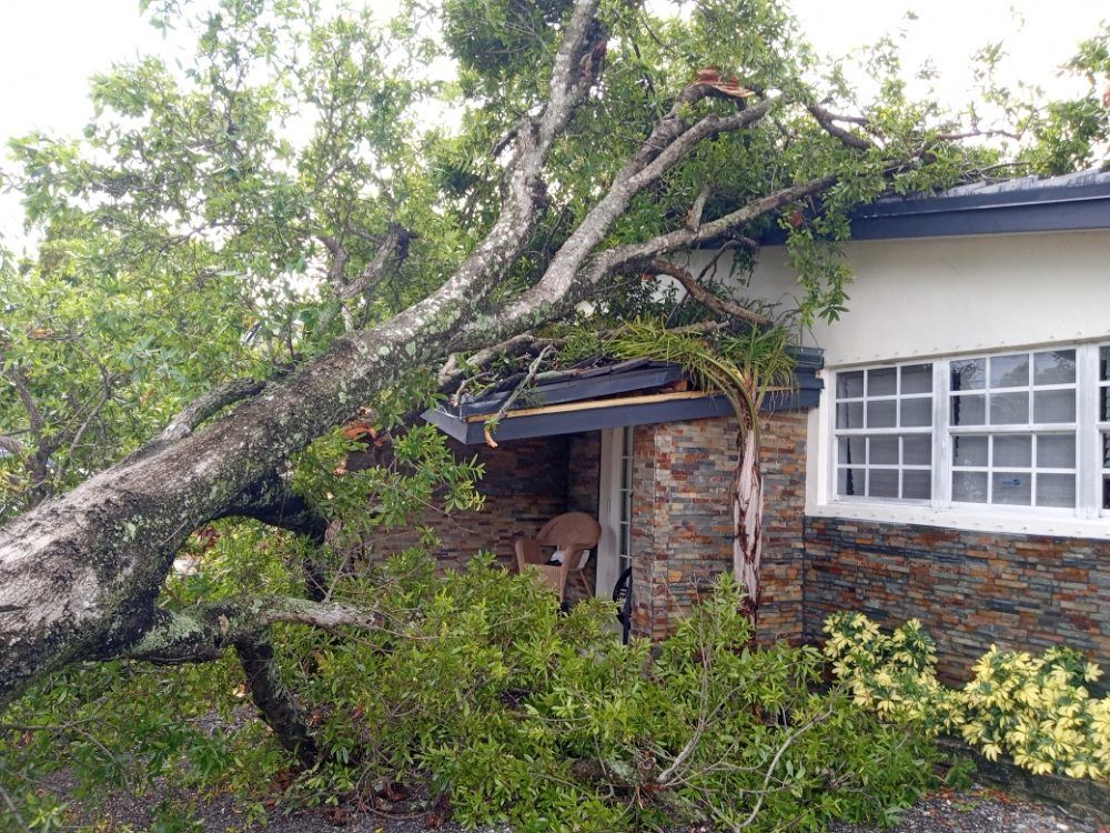 A large tree has fallen on top of a house.