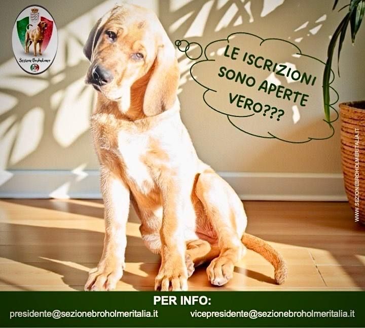 Sezione Broholmer - Tesseramento CIM 2026