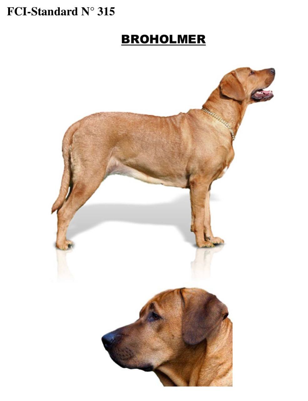 Sezione Broholmer - Tesseramento CIM 2026