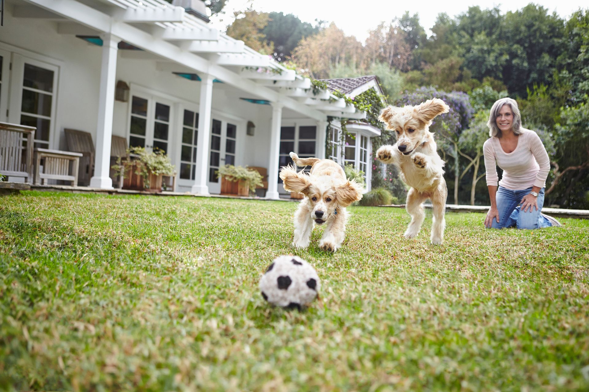 Two dogs playing with a soccer ball in a grassy backyard, woman kneeling nearby.