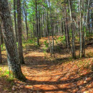 A dirt path in the middle of a forest surrounded by trees.