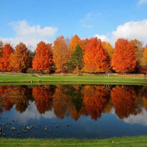A lake surrounded by trees with orange leaves on a sunny day.