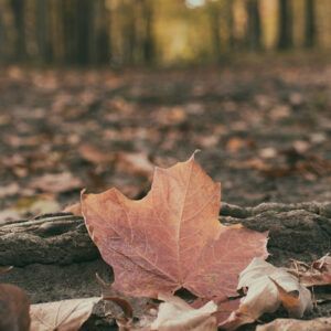 A maple leaf is laying on a log in the woods.