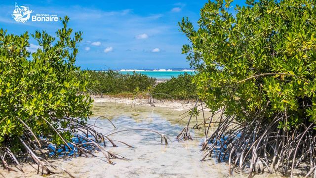 その他 Bonaire - A Tropical Desert  [DVD] MUST DO ON BONAIRE