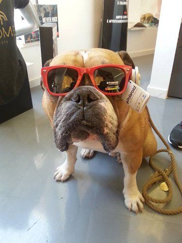 cane con occhiali da sole