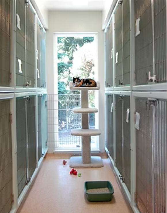 Cat resting on a tower in a room with rows of enclosed cat habitats. A window is behind the tower.