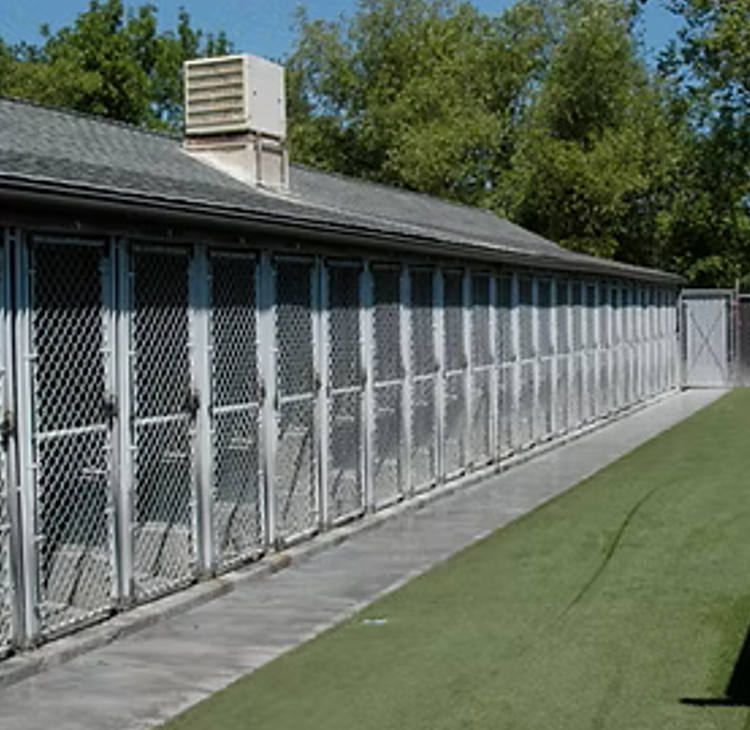 Row of dog kennels with wire doors along a building exterior and artificial turf.