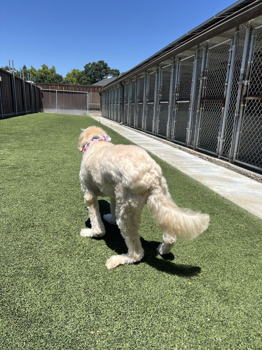 A fluffy tan dog in a fenced yard, turned away from the camera, near kennels.