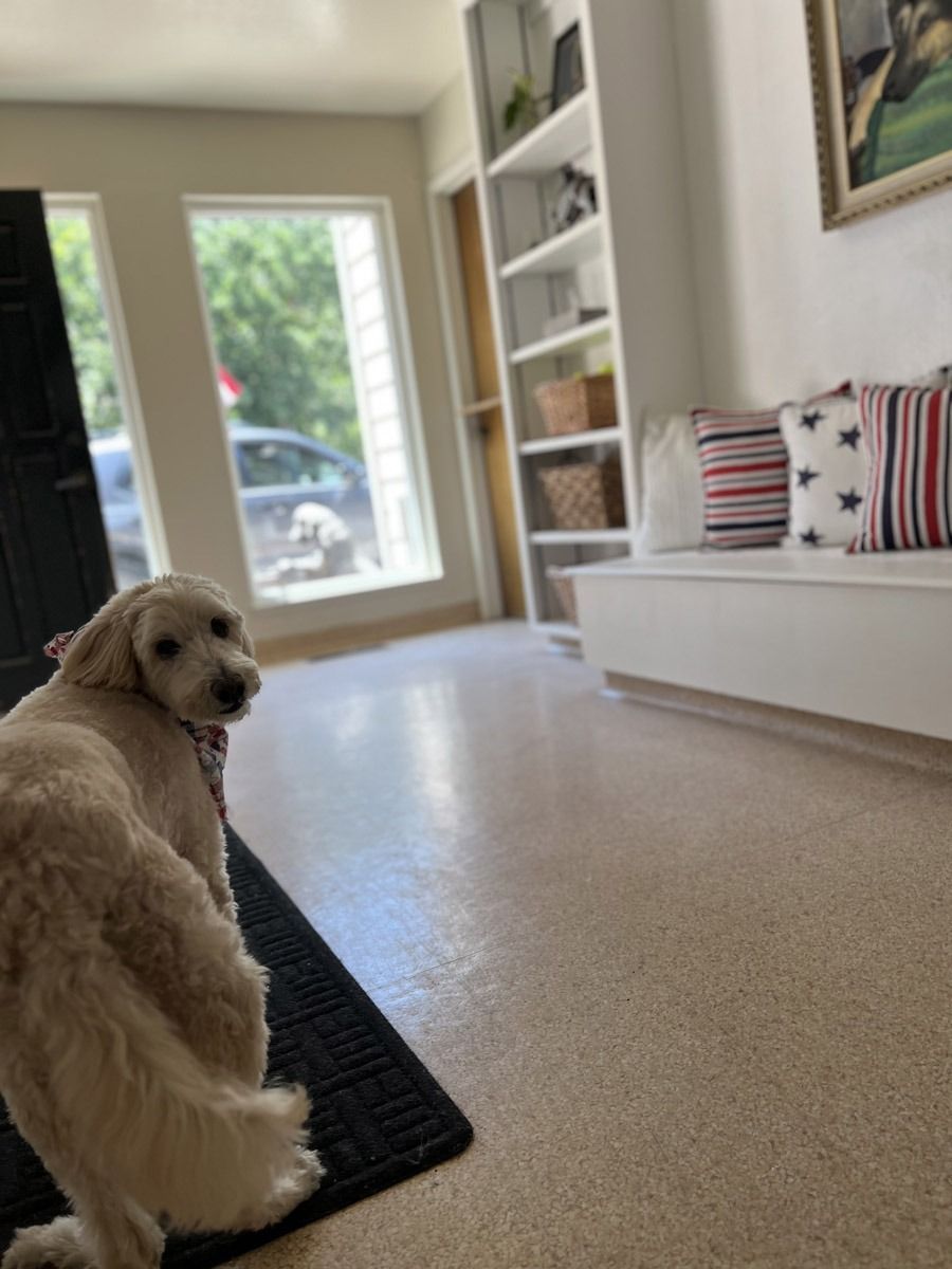 Blonde dog looking over its shoulder in a light-filled entryway with a bench and bookshelf.