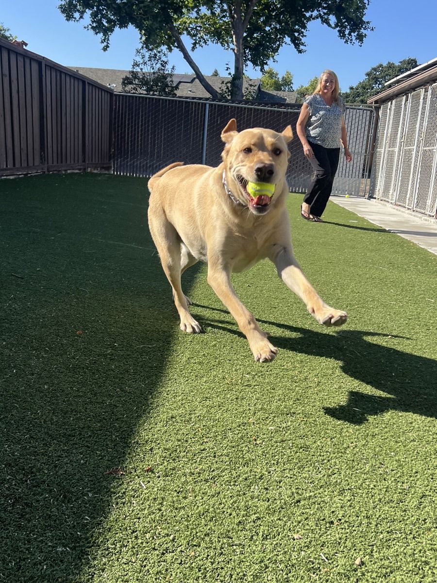 Yellow dog running on green turf, holding a tennis ball, woman in background.