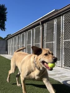 Dog running with a tennis ball at a kennel with individual enclosures.
