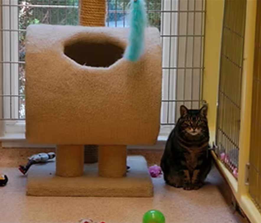 Brown tabby cat sits beside a beige cat tree with dangling toy, indoors.