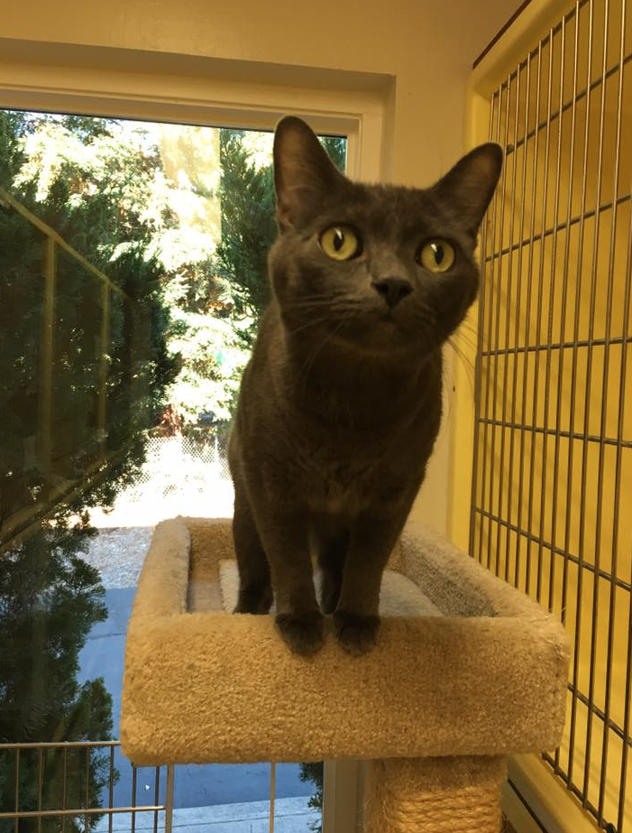 Gray cat standing on a cat tree, looking forward with bright eyes, near a window.