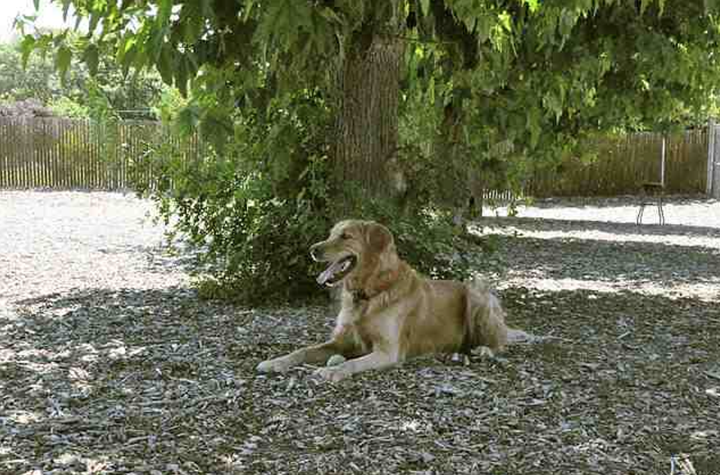 Golden retriever dog resting under a leafy tree.