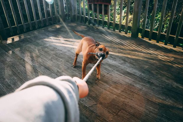 Brown dog tugging on a rope with a person on a wooden deck.