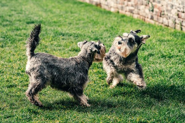 Two Schnauzers playing on green grass. One stands, the other leaps.