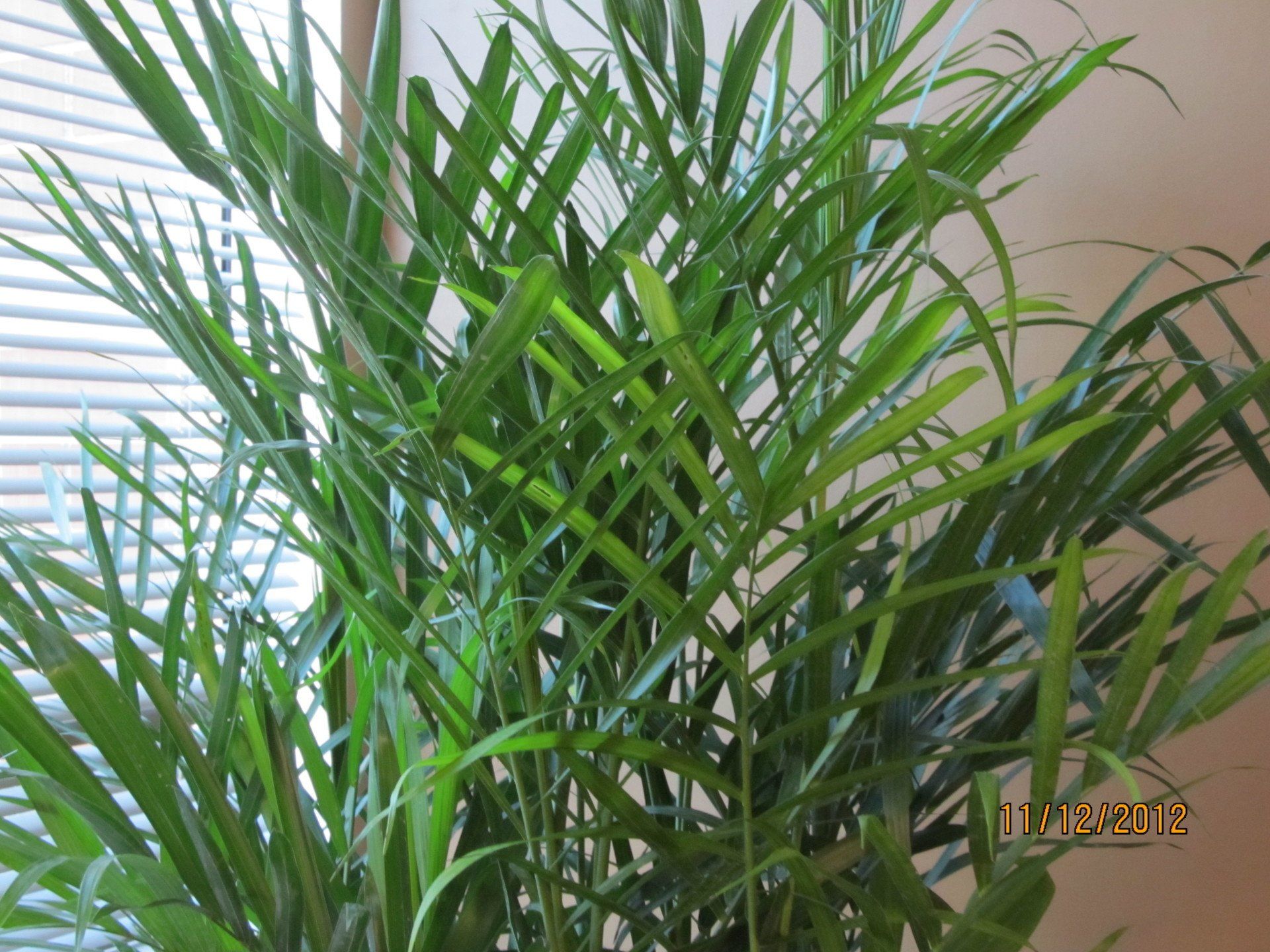 rent plants for office space