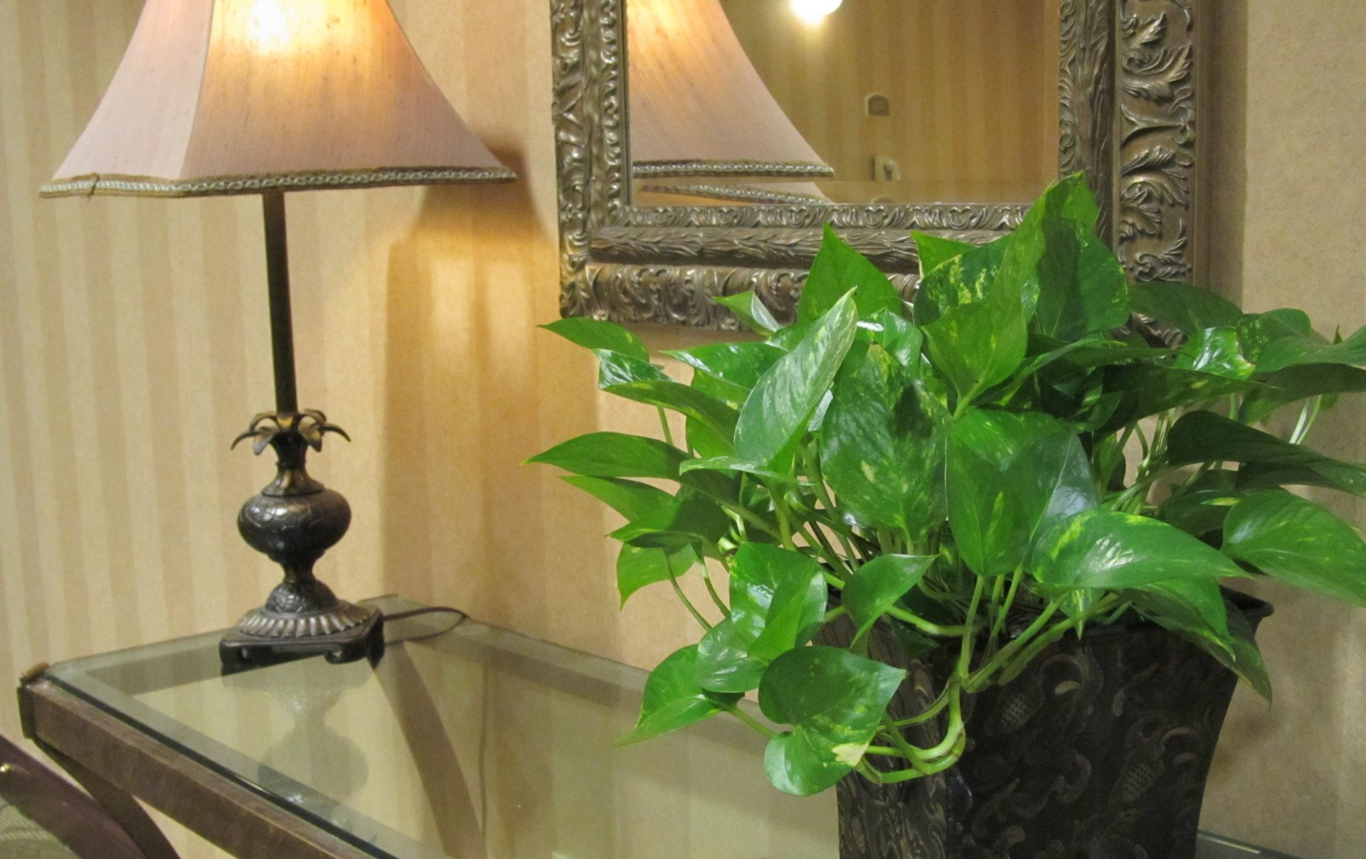 potted plants in office