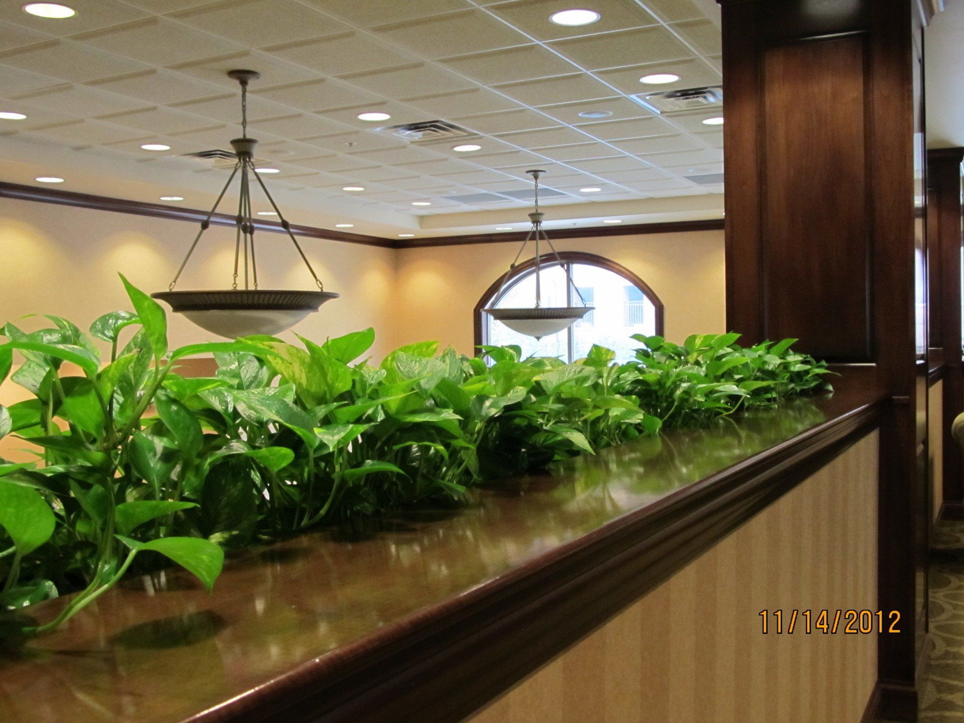 plants for businesses & offices