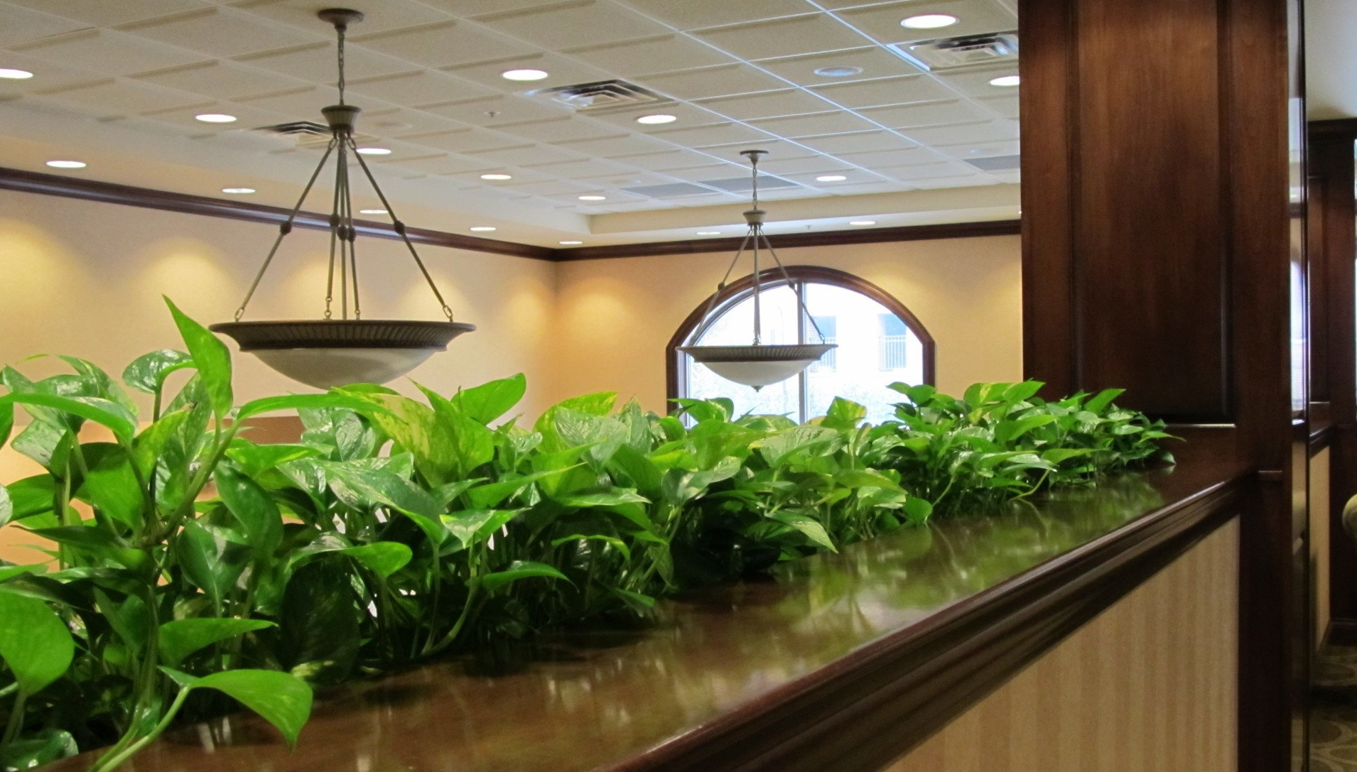 plants in business office