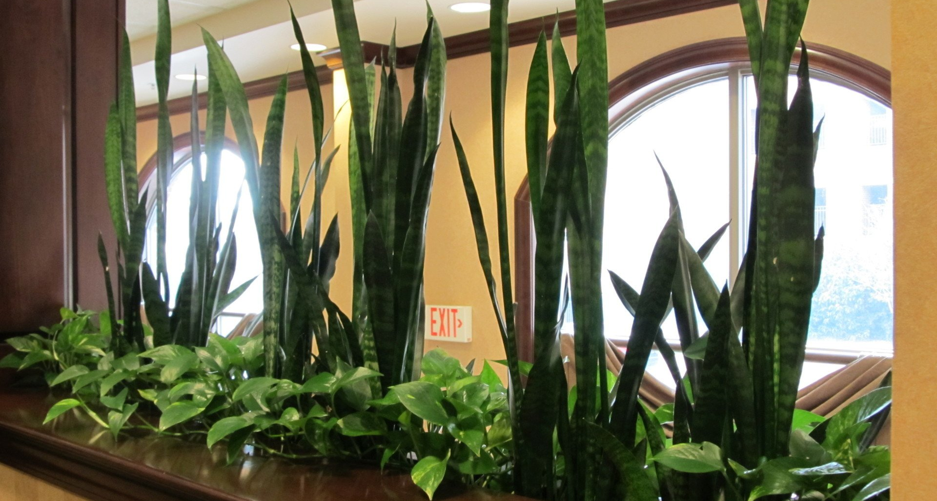 plants in hotel