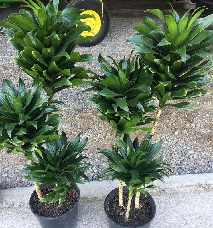 potted plants for lease