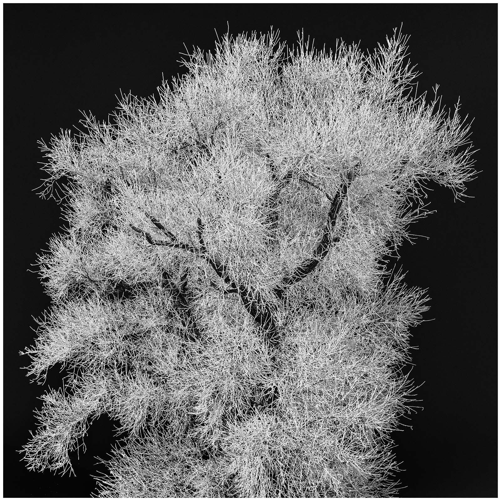 fine art,wandbilder,schwarz weiß,kaufen,Rahmen
landschaft, natur, berge, stillleben
winterbilder,
winterlandschaft,
bäume,