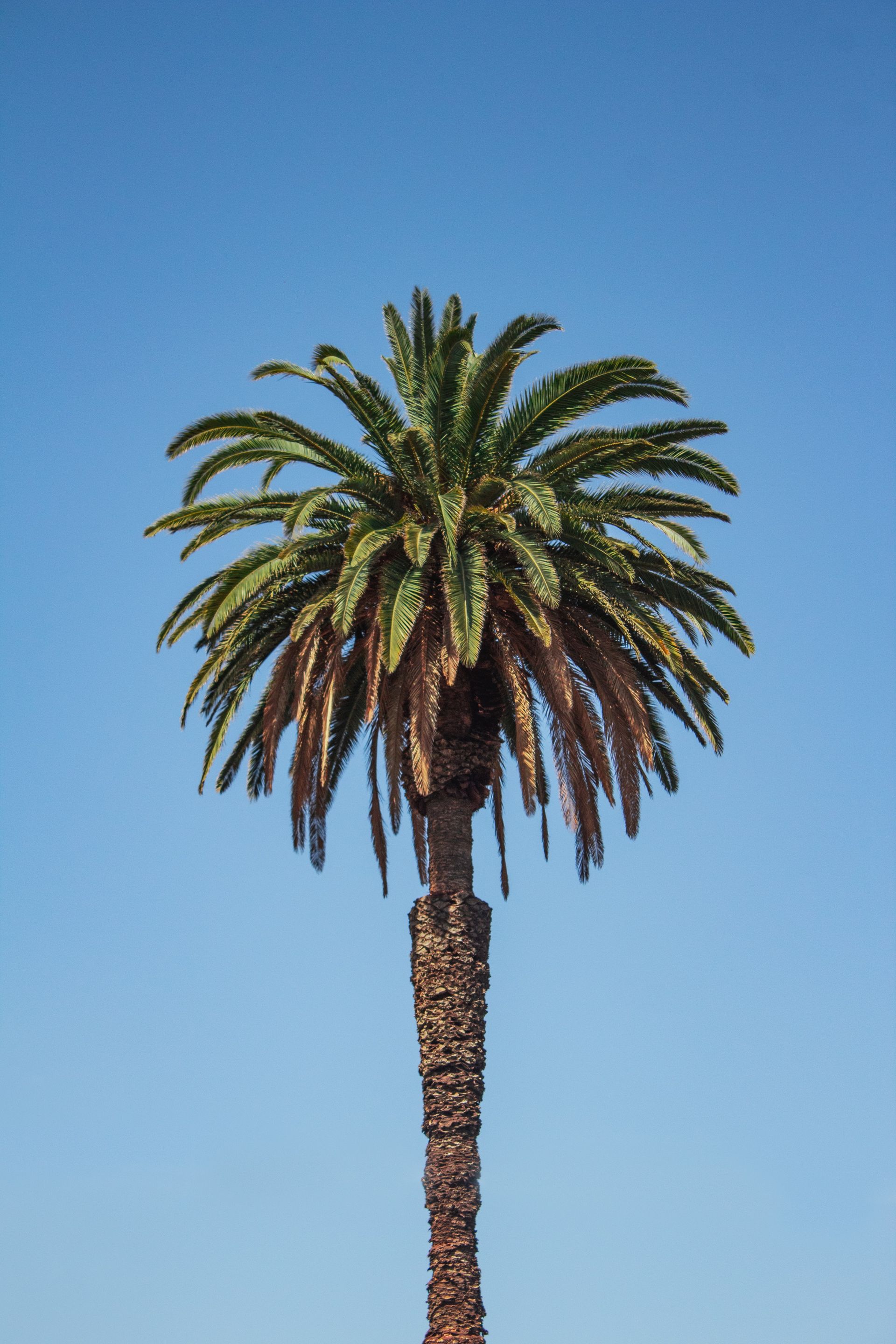 Verhaal palmboom