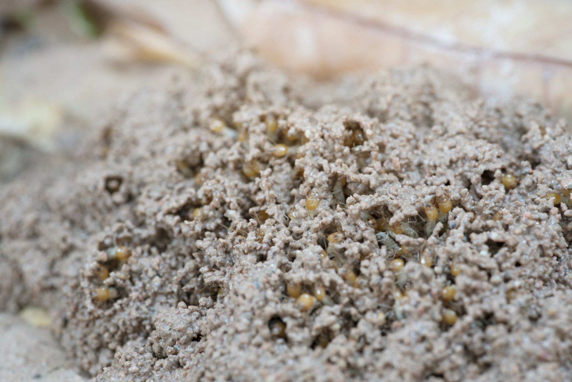 Termites — Irmo, SC — Baine Termite and Pest Control