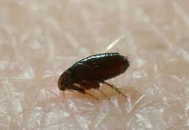 Closeup of Flea — Irmo, SC — Baine Termite and Pest Control