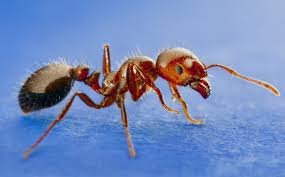 Fire Ants — Irmo, SC — Baine Termite and Pest Control