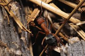 Carpenter Ants — Irmo, SC — Baine Termite and Pest Control