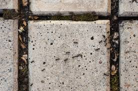 Pavement Ants — Irmo, SC — Baine Termite and Pest Control