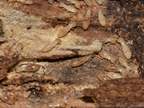 Termites Crawling on Wood — Irmo, SC — Baine Termite and Pest Control