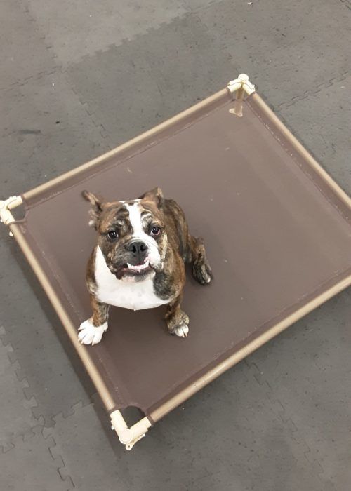 A brown and white dog is sitting on a brown dog bed.