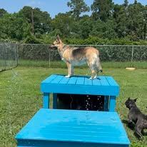 A dog is standing on top of a blue wooden table.