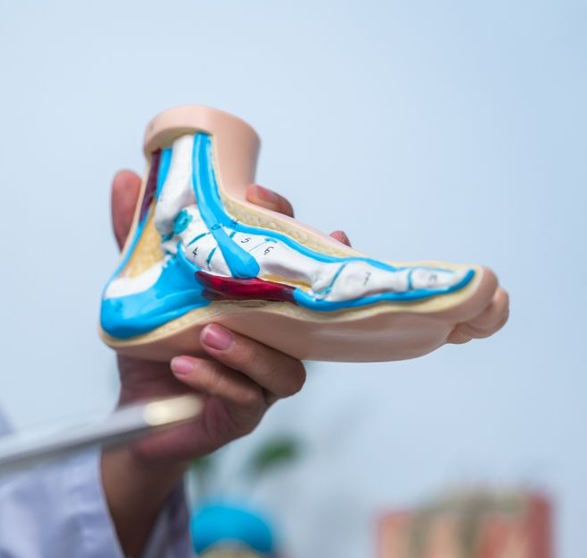 A doctor is holding a model of a foot in his hands.