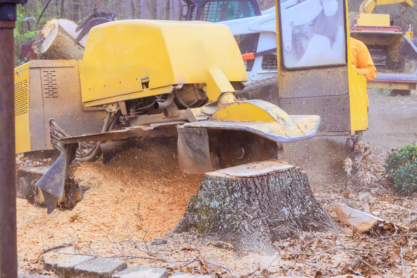 A yellow stump grinder machine cutting through a tree stump, creating a pile of wood chips in an outdoor setting.