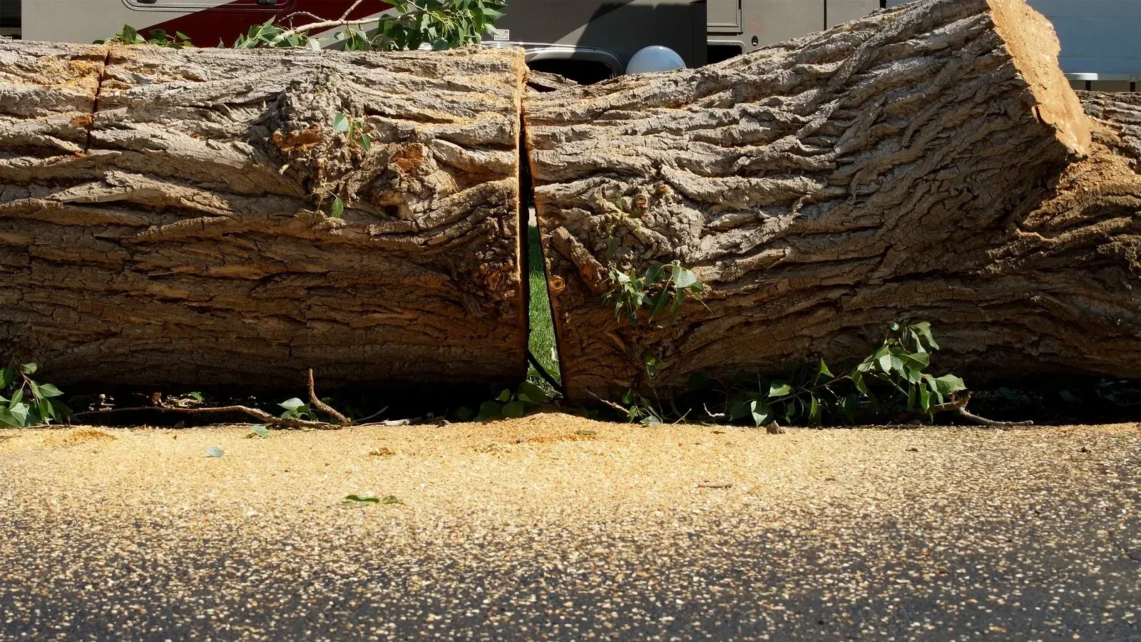 Two segments of a large, rough-barked tree trunk lying on asphalt covered in a light dusting of wood shavings.