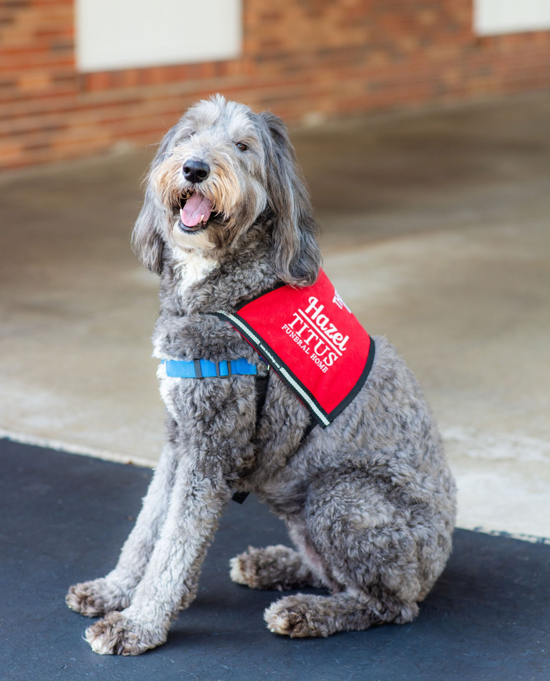 Meet Hazel, a Grief Therapy Dog