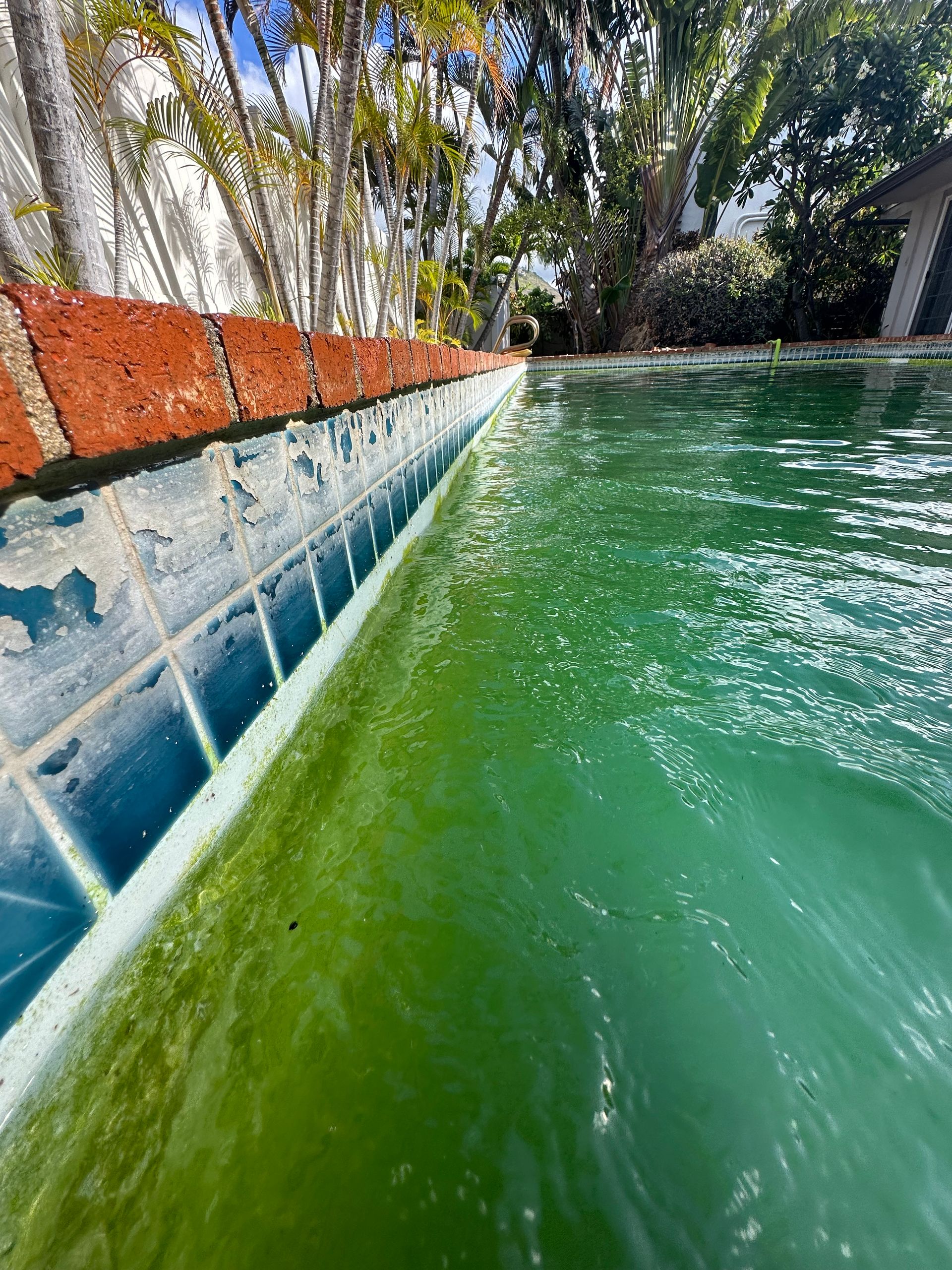 Swimming Pool Calcium Removal Honolulu 