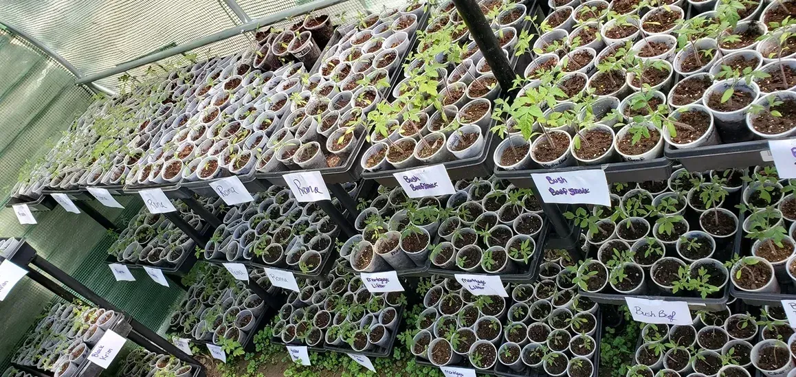 Seedlings in small pots on shelves inside a greenhouse. Labels identify plant varieties.