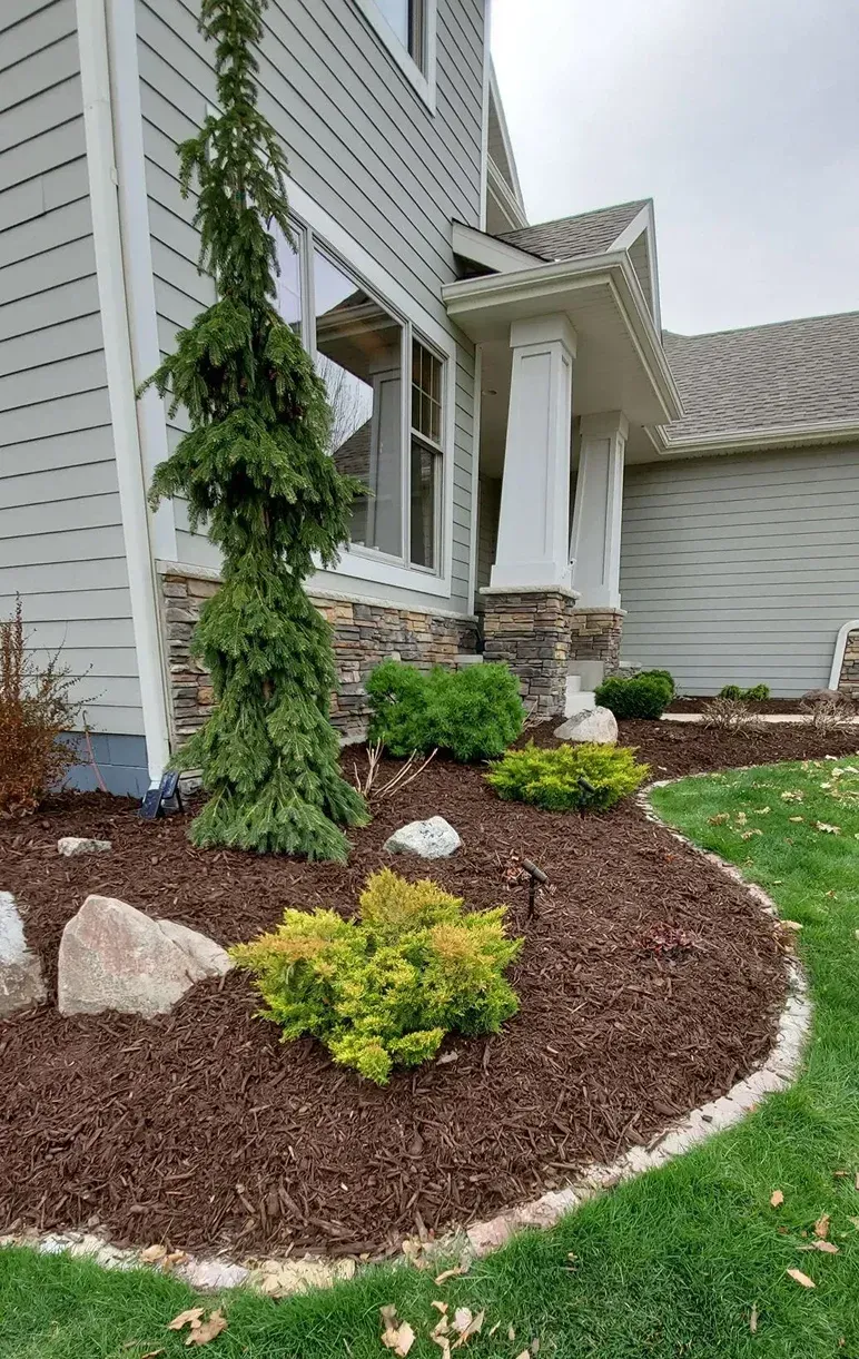 Exterior view of a house with landscaping, featuring a tall evergreen tree and various shrubs in a mulch bed.