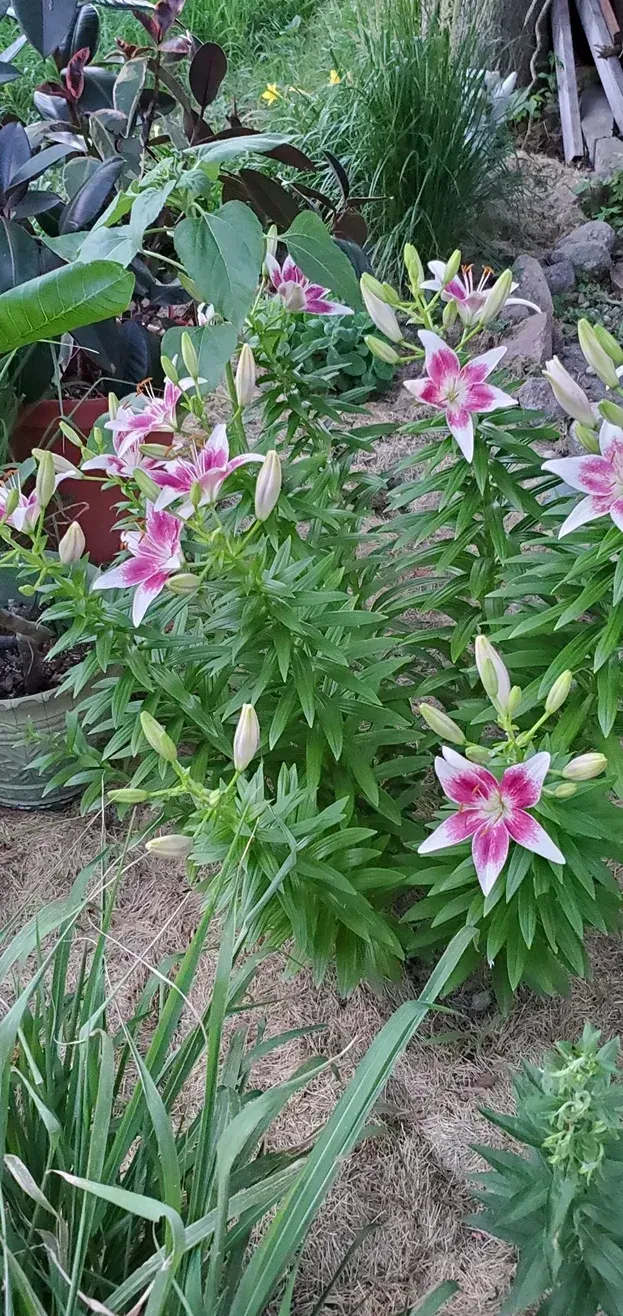 Pink and white star-shaped lilies blooming in a garden with green foliage and sandy soil.