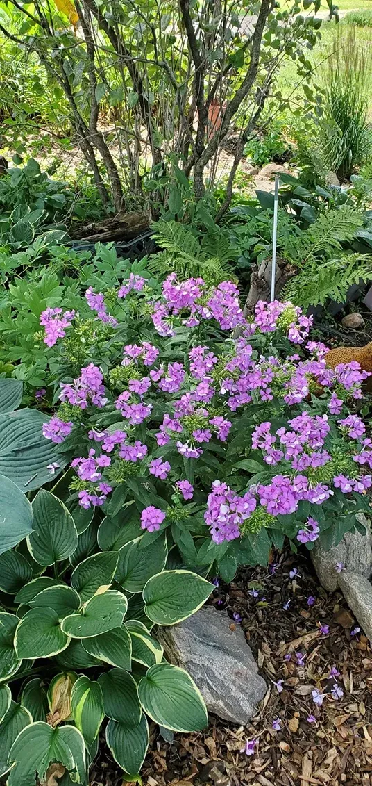 Purple flowers bloom in a garden, with green and white leafed hostas.