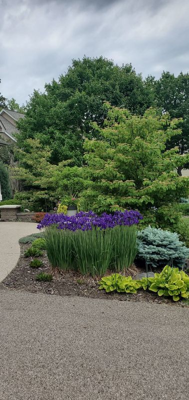 Purple flowers, greenery, and gravel path in a garden. Cloudy sky overhead.
