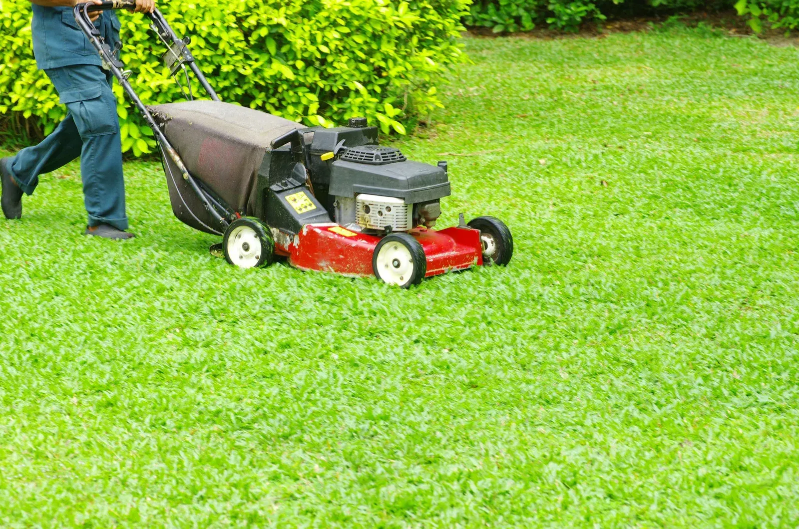 Person mowing a green lawn with a red and black lawnmower in a grassy yard.